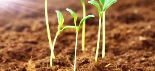 乳糖不耐受，吃乳糖酶還是換無乳糖奶粉？